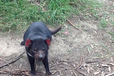 South East Food, Sightseeing Private Tour With The Tasmanian Devil Unzoo - Accommodation Sydney 0