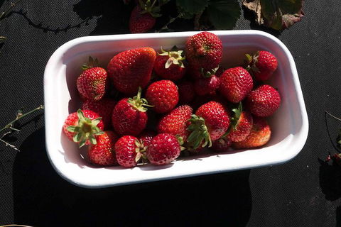 Agrarian Kitchen Eatery And Derwent Valley Gourmet Food Tour - Accommodation Sydney 8