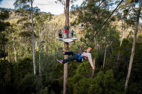 Hollybank Wilderness Adventure - Zipline Tours - Accommodation Sydney 1