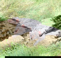 Day Keeper Tour - Accommodation Sydney