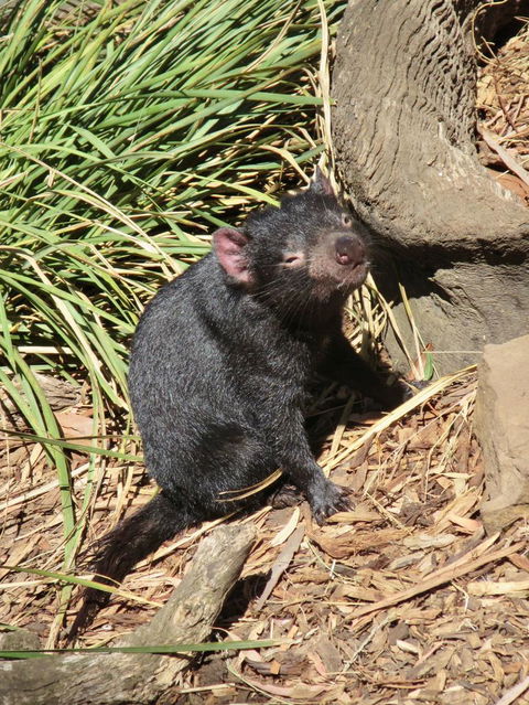Small-Group Tour From Hobart: Mt Wellington, Bonorong Wildlife Park And Richmond - Accommodation Sydney 7