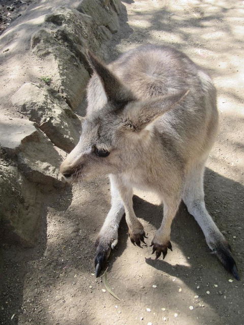 Small-Group Tour From Hobart: Mt Wellington, Bonorong Wildlife Park And Richmond - Accommodation Sydney 6