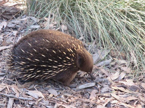 Small-Group Tour From Hobart: Mt Wellington, Bonorong Wildlife Park And Richmond - Accommodation Sydney 9