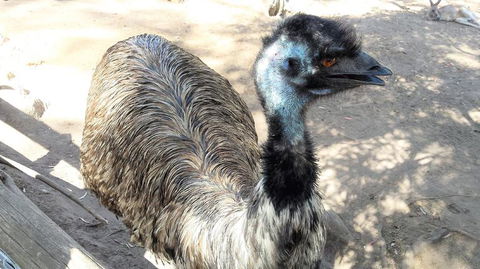 Small-Group Tour From Hobart: Mt Wellington, Bonorong Wildlife Park And Richmond - Accommodation Sydney 18