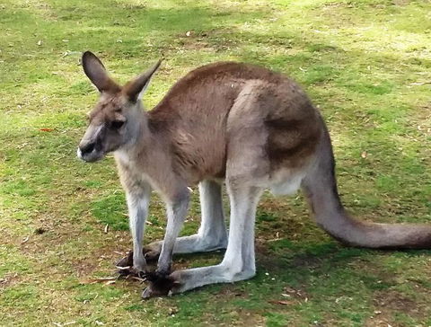 Small-Group Tour From Hobart: Mt Wellington, Bonorong Wildlife Park And Richmond - Accommodation Sydney 17