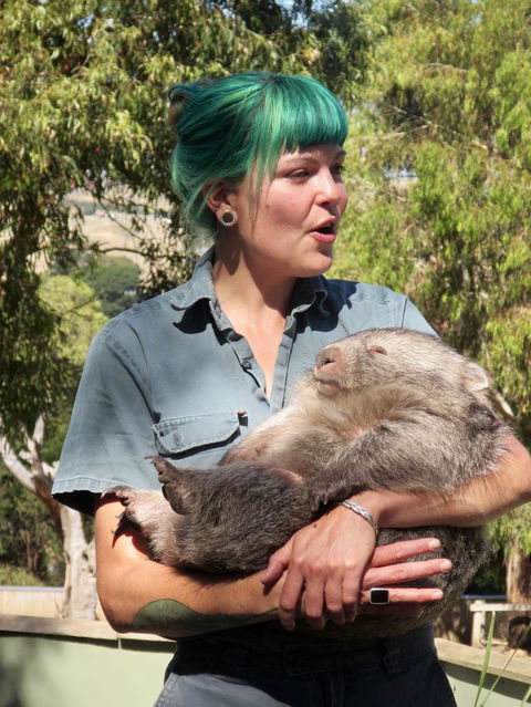 Small-Group Tour From Hobart: Mt Wellington, Bonorong Wildlife Park And Richmond - Accommodation Sydney 8