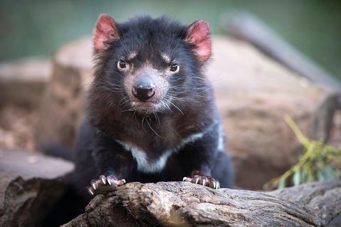 Small-Group Tour From Hobart: Mt Wellington, Bonorong Wildlife Park And Richmond - Accommodation Sydney 26