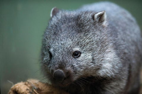 Small-Group Tour From Hobart: Mt Wellington, Bonorong Wildlife Park And Richmond - Accommodation Sydney 28