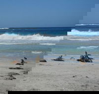 Kangaroo Island in a Day Tour from Adelaide - Sydney 4u