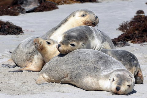 Small-Group Kangaroo Island 4WD Tour From Adelaide - Accommodation Sydney 1