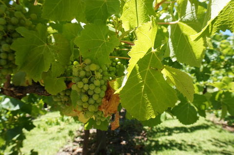 Barossa Valley With Hahndorf Tour From Adelaide - Sydney 4u 4