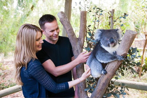 Adelaide Central Market With Cleland Wildlife Park And Mount Lofty Summit - Sydney 4u 1