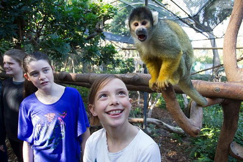 Adelaide Zoo Behind The Scenes Experience: Squirrel Monkey Feeding - Sydney 4u 1