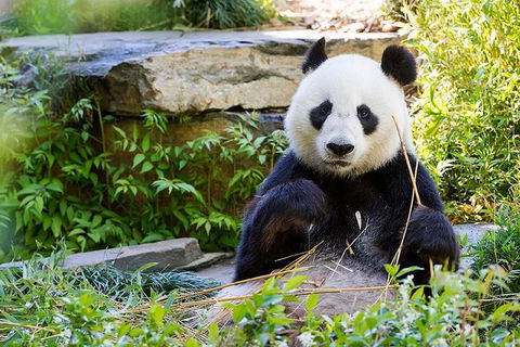 Adelaide Zoo Behind The Scenes Experience: Exclusive Giant Panda Experience - Accommodation Sydney 1