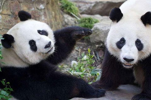 Adelaide Zoo Behind The Scenes Experience: Exclusive Giant Panda Experience - Accommodation Sydney 0