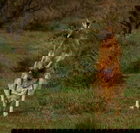 Flinders Ranges  Outback  3 Day Small Group Eco Safari