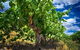 Small Tour Barossa Valley Voyager Tour From Adelaide Or Glenelg - thumb 2