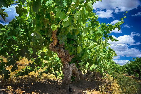 Small Tour Barossa Valley Voyager Tour From Adelaide Or Glenelg - Accommodation Sydney 2