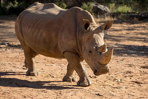 Rhino Interactive And A Day At Monarto Safari Park - Accommodation Sydney 1