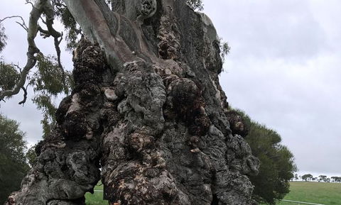 Small Group Gourmet Barossa Valley Day Trip From Adelaide - Accommodation Sydney 3