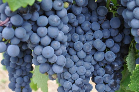 Adelaide Hills Day Tour. Winery Cellar Doors - Sydney 4u 7