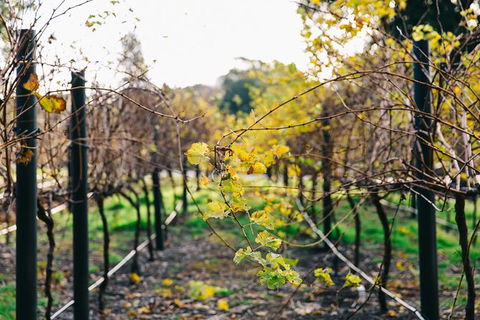 Australian Wine Discovery Tour Ticket - Accommodation Sydney 4