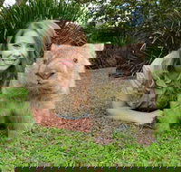 Croc Express to Australia Zoo from Brisbane - Accommodation Sydney