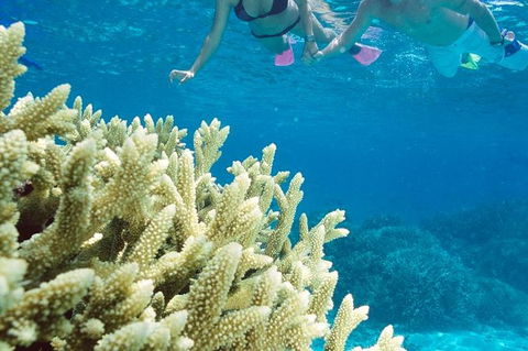 Silversonic Outer Great Barrier Reef Dive And Snorkel Cruise From Port Douglas - Accommodation Sydney 1