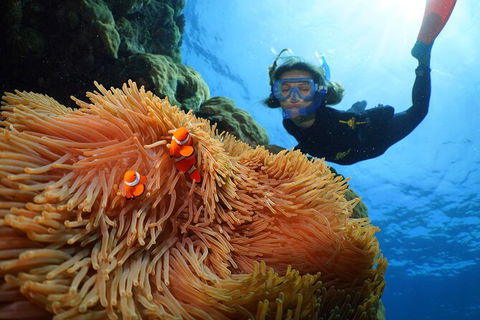 Silversonic Outer Great Barrier Reef Dive And Snorkel Cruise From Port Douglas - Accommodation Sydney 3