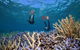 Silversonic Outer Great Barrier Reef Dive And Snorkel Cruise From Port Douglas - thumb 8