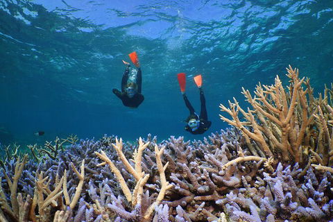 Silversonic Outer Great Barrier Reef Dive And Snorkel Cruise From Port Douglas - Accommodation Sydney 8