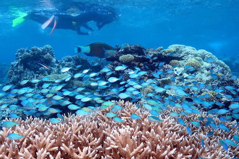 Silversonic Outer Great Barrier Reef Dive And Snorkel Cruise From Port Douglas - Accommodation Sydney 4