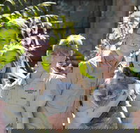 Koala Cuddle Adventure Croc 2 - Accommodation Sydney