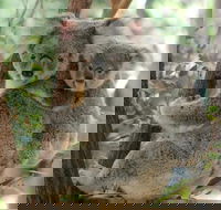 Lone Pine Koala Sanctuary Day Pass - Accommodation Sydney