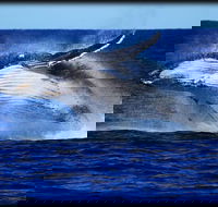 Whale Watching Cruise from Redcliffe Brisbane or the Sunshine Coast - Accommodation Sydney