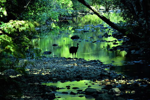 Daintree - Cape Tribulation & Atherton Tablelands Tours From Port Douglas - Sydney 4u 1