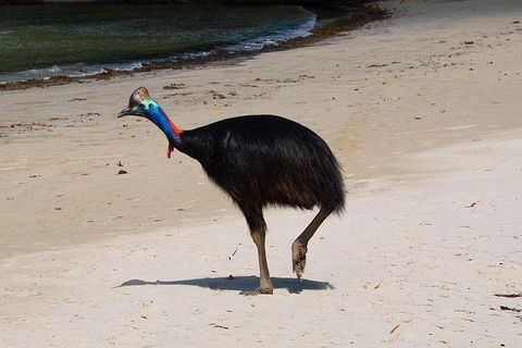 Daintree - Cape Tribulation & Atherton Tablelands Tours From Port Douglas - Sydney 4u 17