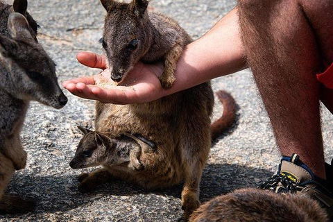 Daintree - Cape Tribulation & Atherton Tablelands Tours From Port Douglas - Sydney 4u 4