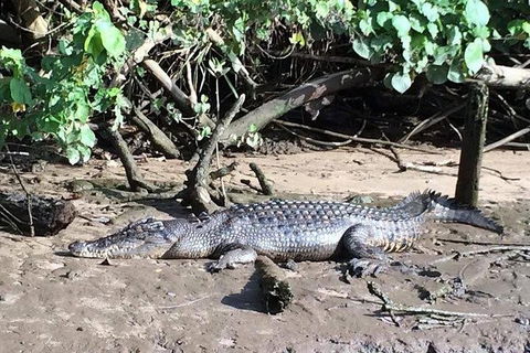 Daintree - Cape Tribulation & Atherton Tablelands Tours From Port Douglas - Sydney 4u 24