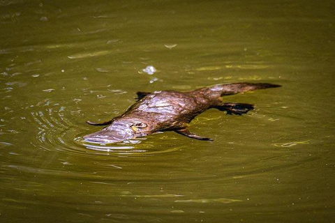 Daintree - Cape Tribulation & Atherton Tablelands Tours From Port Douglas - Sydney 4u 27