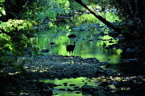 Daintree - Cape Tribulation & Atherton Tablelands Tours From Port Douglas - Sydney 4u 26