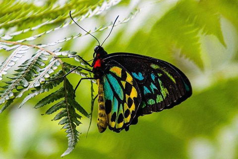 Daintree - Cape Tribulation & Atherton Tablelands Tours From Port Douglas - Sydney 4u 19