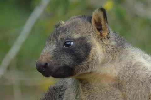Daintree - Cape Tribulation & Atherton Tablelands Tours From Port Douglas - Sydney 4u 8