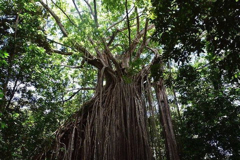 Daintree - Cape Tribulation & Atherton Tablelands Tours From Port Douglas - Sydney 4u 20