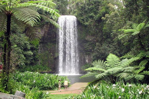 Daintree - Cape Tribulation & Atherton Tablelands Tours From Port Douglas - Sydney 4u 12