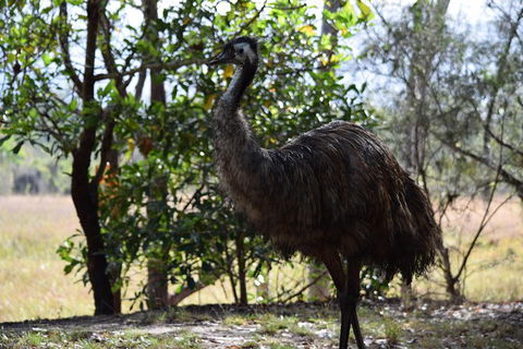 Daintree - Cape Tribulation & Atherton Tablelands Tours From Port Douglas - Sydney 4u 29