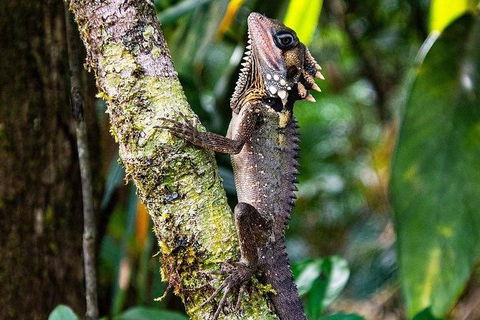 Daintree - Cape Tribulation & Atherton Tablelands Tours From Port Douglas - Sydney 4u 7