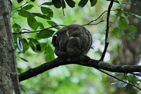 Daintree - Cape Tribulation & Atherton Tablelands Tours From Port Douglas - Sydney 4u 11