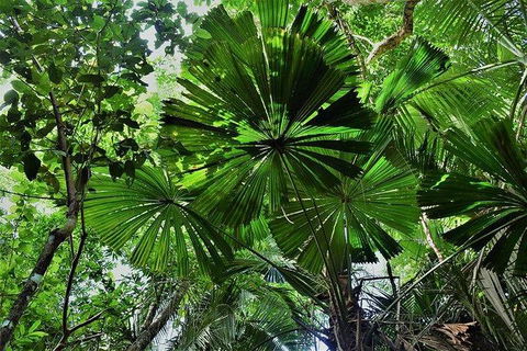 Daintree - Cape Tribulation & Atherton Tablelands Tours From Port Douglas - Sydney 4u 22