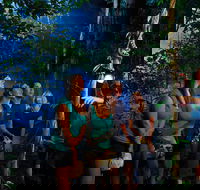 Daintree Rainforest Night Walk from Cape Tribulation - Sydney 4u